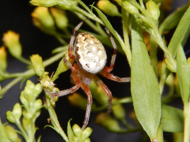 Araneus marmoreus da confermare